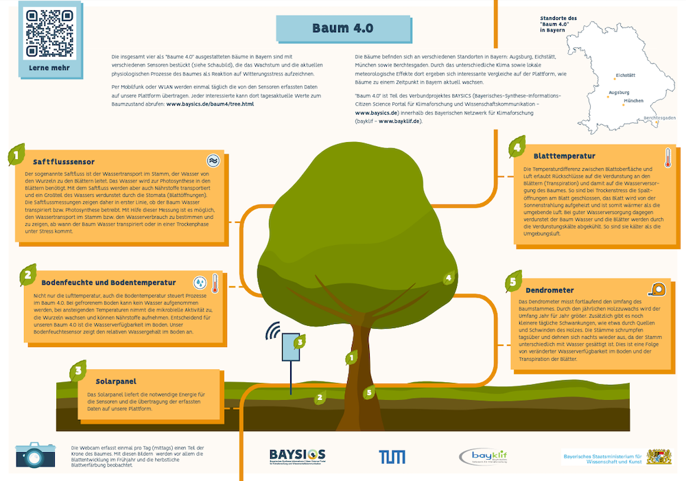 The graphic shows all measure points of the trees